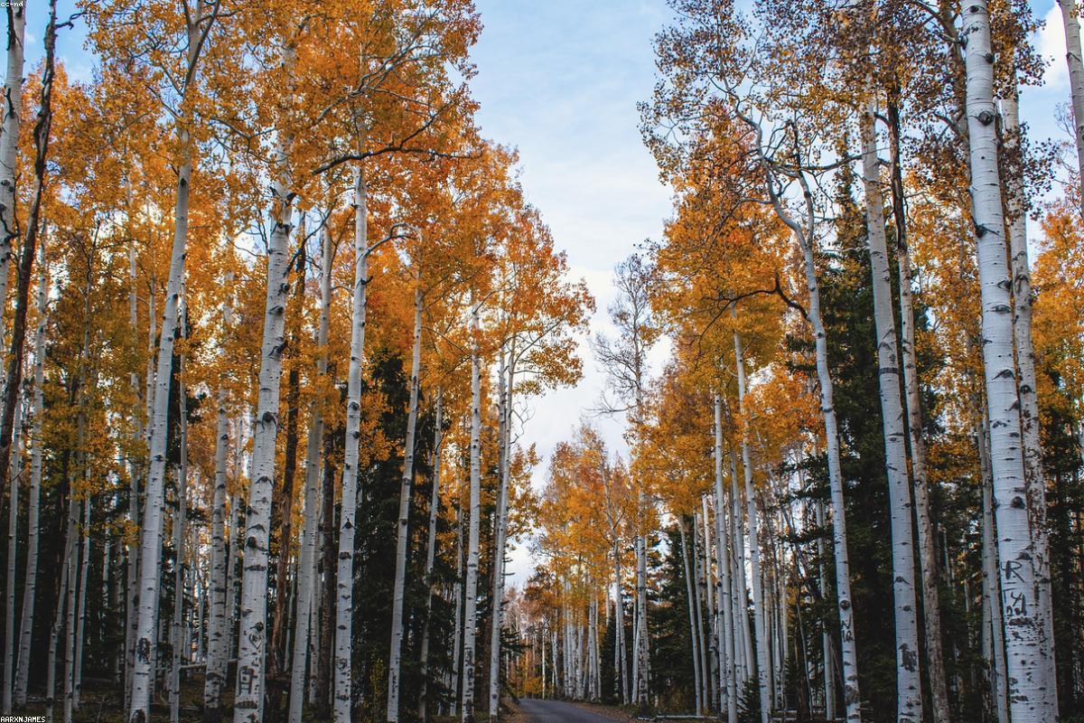 Quaking Aspen in low overcast light