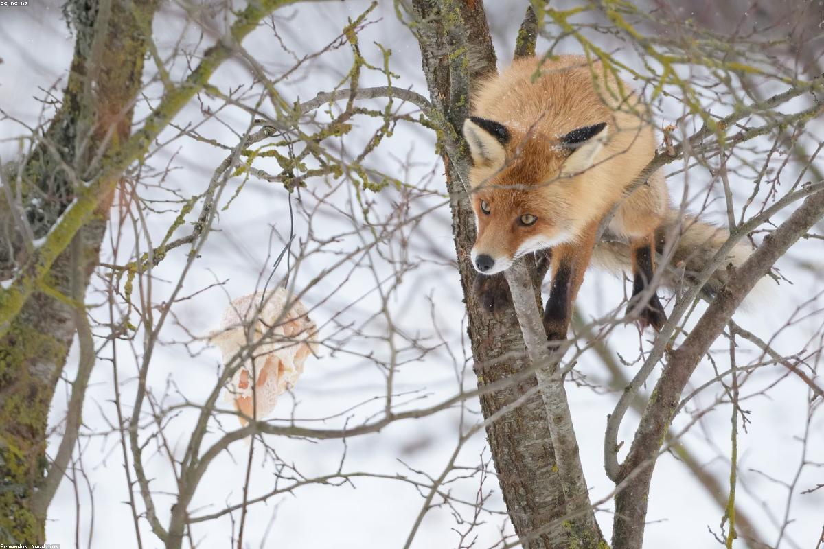 Red Fox