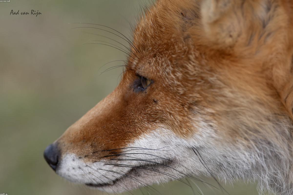 Red Fox crossing an open meadow