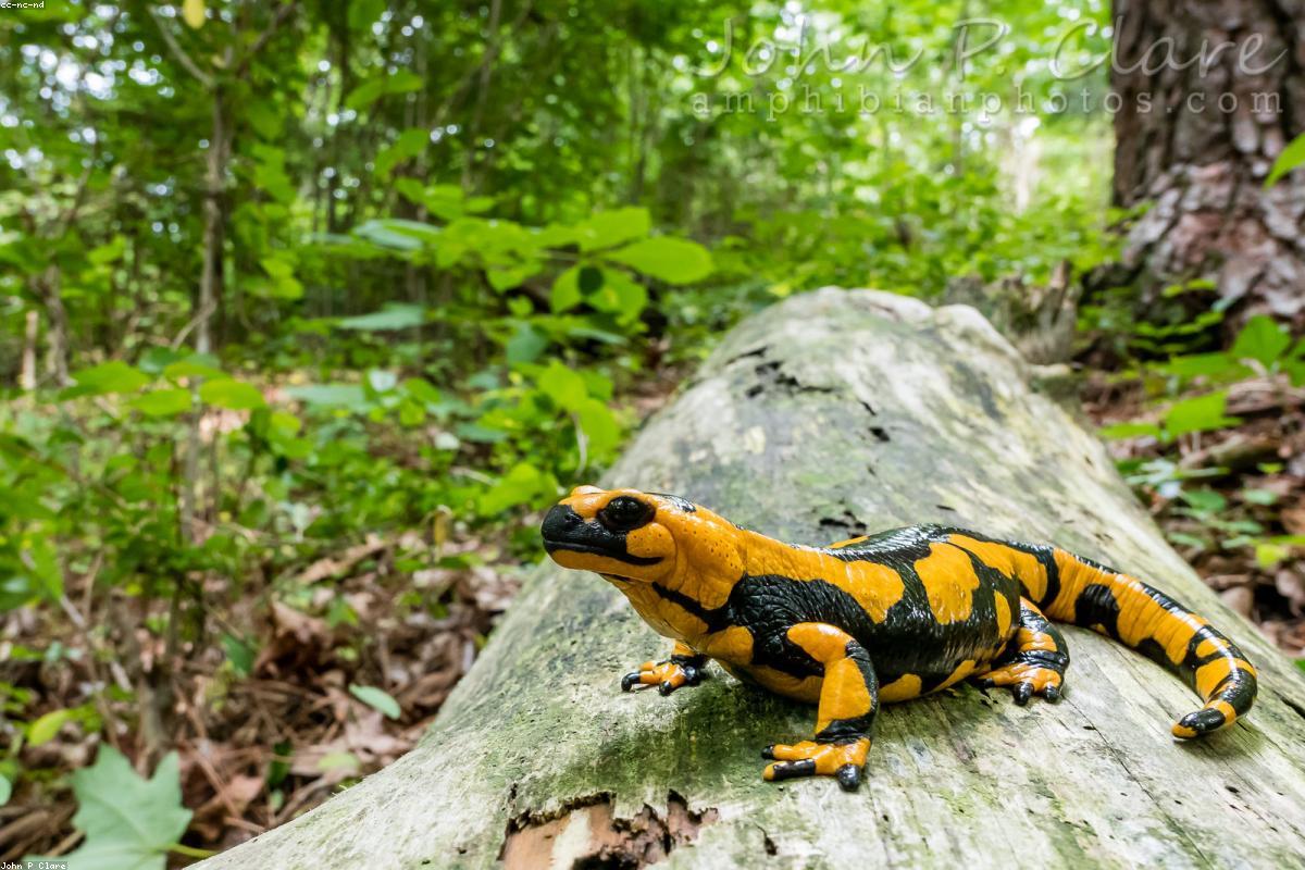 Red-spotted Newt