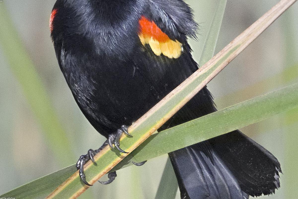 Red-winged Blackbird