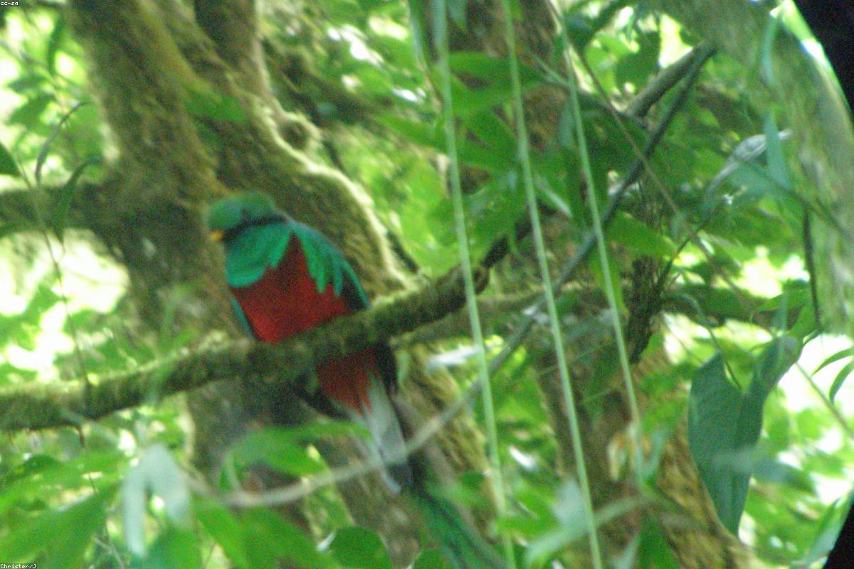 Resplendent Quetzal