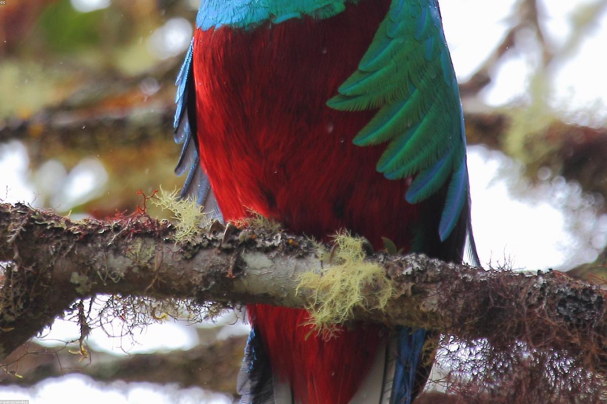 Resplendent Quetzal calling from a reed stem