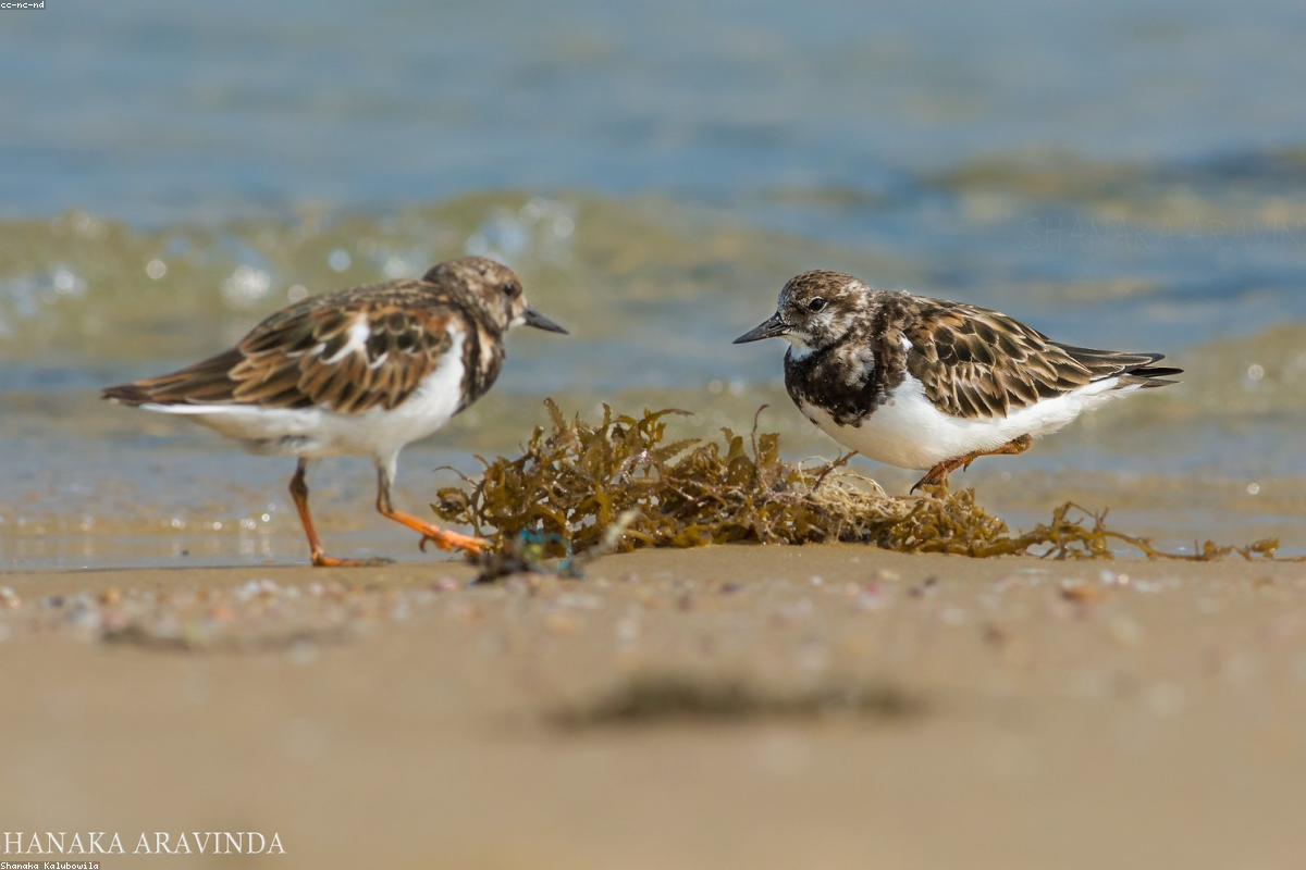 Ruddy Turnstone