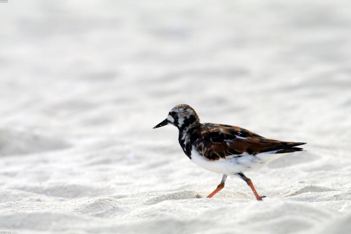Adult Ruddy Turnstone at close range