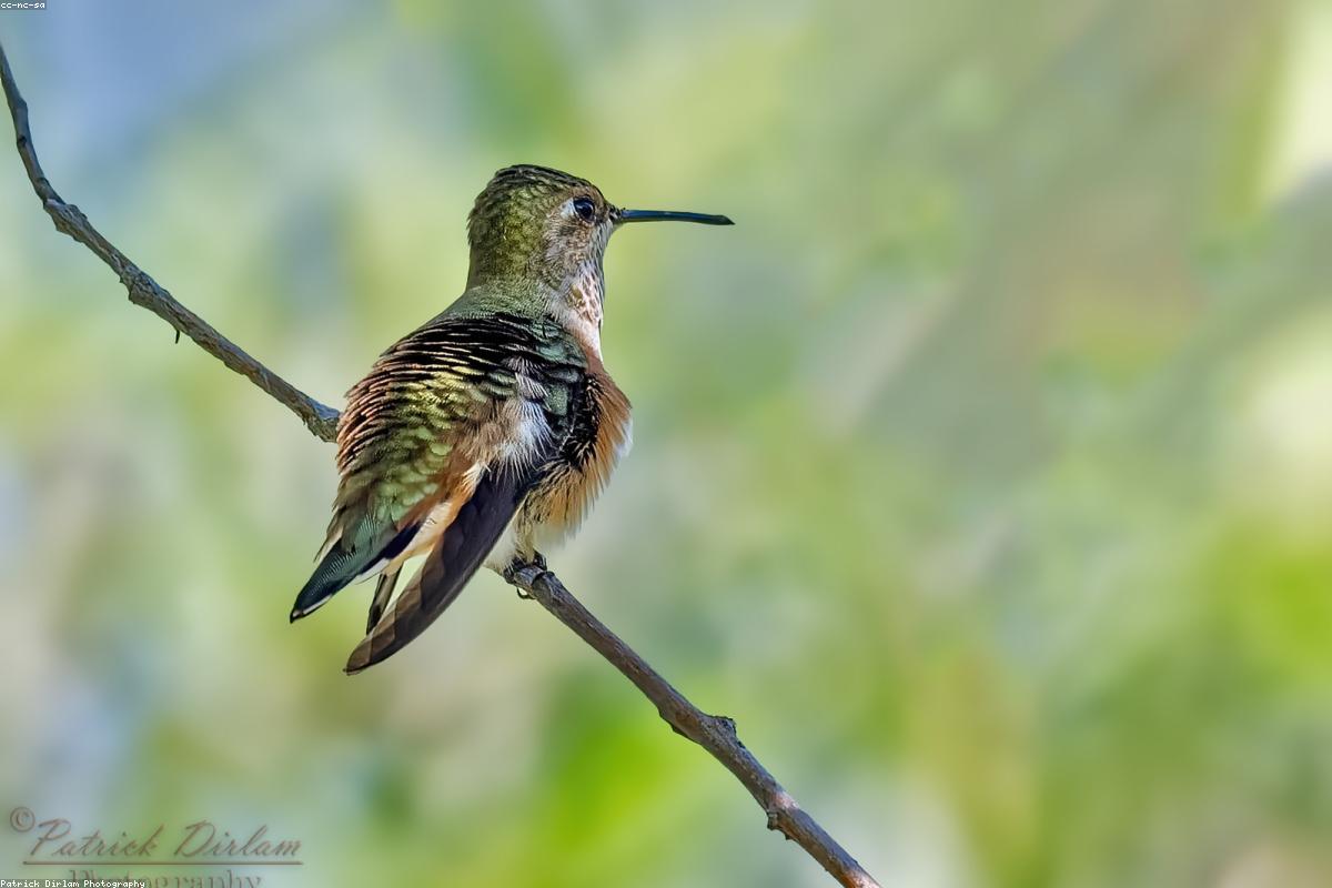 Rufous Hummingbird