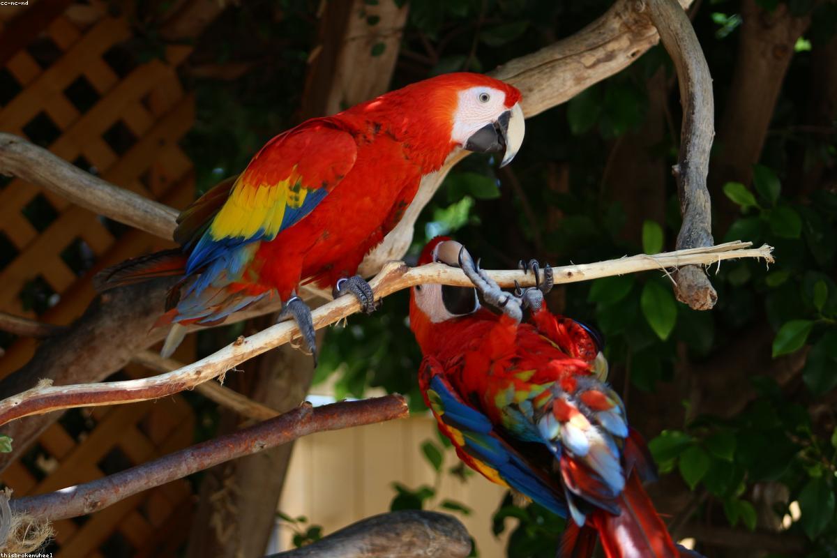 Scarlet Macaw