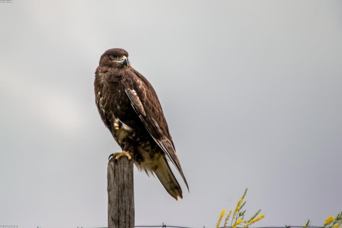 Swainson's Hawk