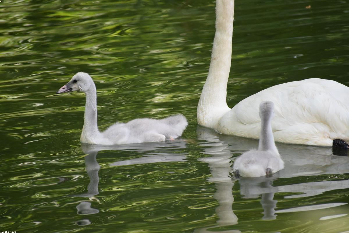Adult Trumpeter Swan at close range
