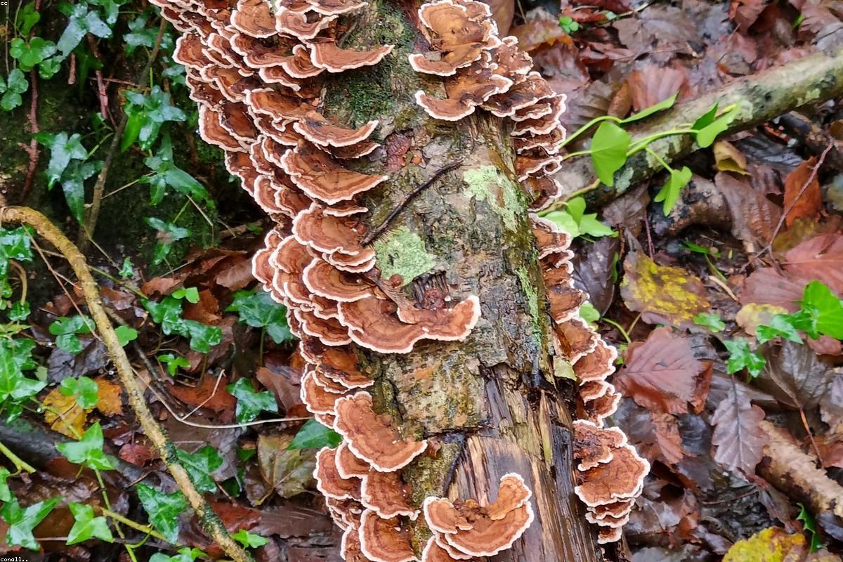 Turkey Tail
