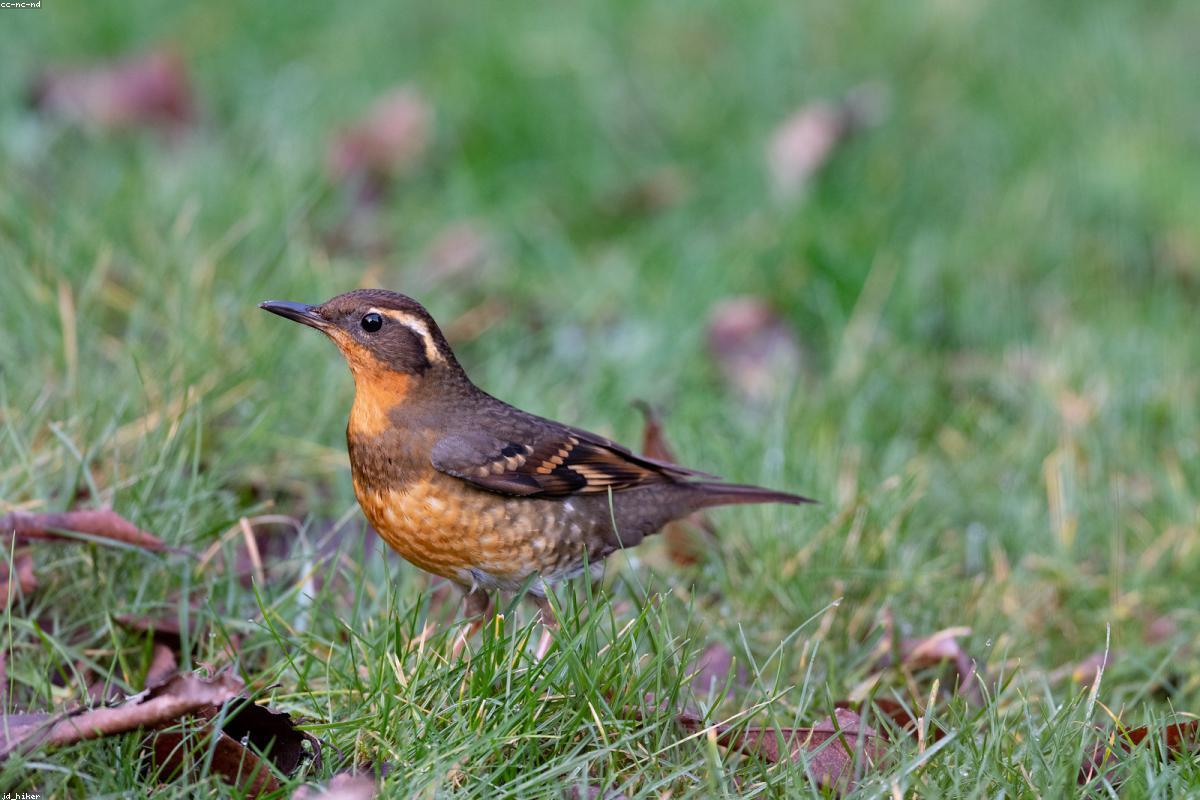 Varied Thrush