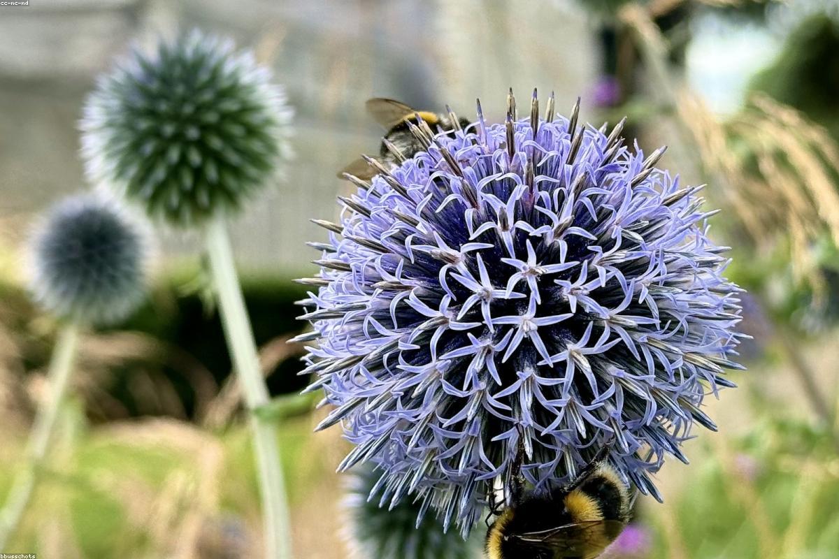 Western Bumble Bee