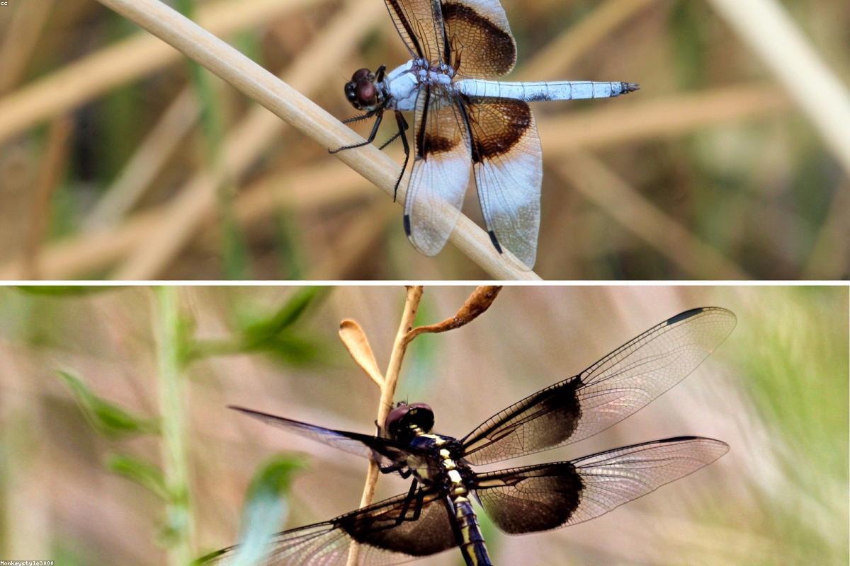 Widow Skimmer
