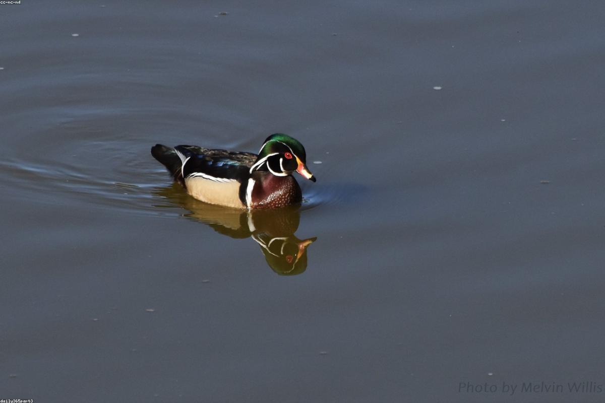 Wood Duck