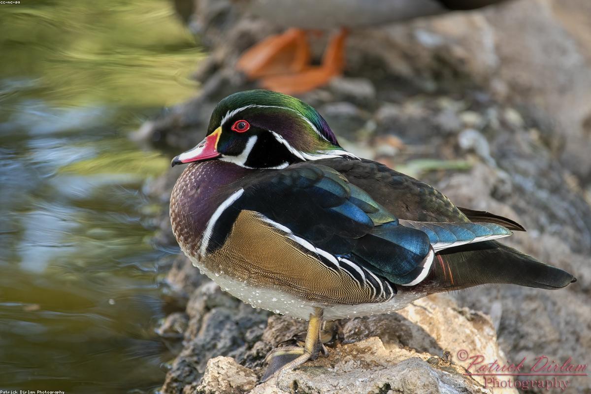 Wood Duck perched in soft morning light