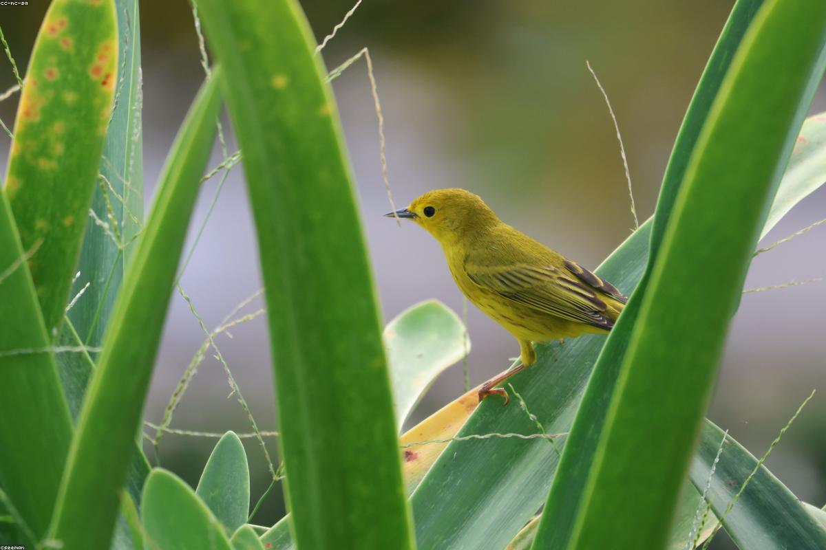Yellow Warbler